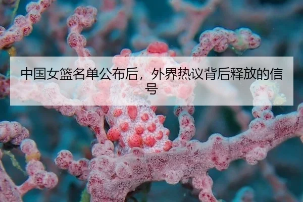 中国女篮名单公布后，外界热议背后释放的信号